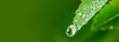 Leinwandbild Motiv Big water drop Water on green leaf. Beautiful leaf with drops of water. Environment Concept. Photo of rain drops falling from a leaf. Long wide banner. Copy space for your design.
