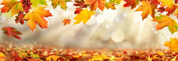 Wall Mural - Colorful autumn leaves decorate a beautiful nature bokeh background with foliage on the forest ground, wide panorama format