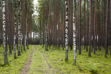  młody lasek sosnowy z pojedyńczymi brzózkami  przy drodze