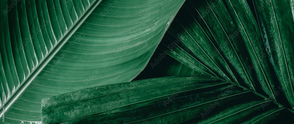 tropical green palm leaf and shadow, abstract natural background, dark tone - obrazy, fototapety, plakaty 
