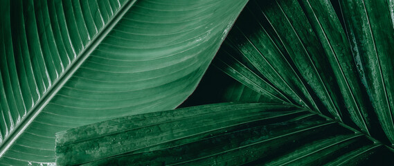 Wall Mural - tropical green palm leaf and shadow, abstract natural background, dark tone