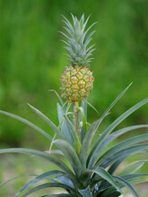 Pineapple Fruit On Plant (Ananas Sativus)