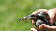 Herpetologist Man Hand Holds Captured Grass Snake (Natrix) For Study In Nature