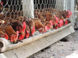 Egg hen eating food on a bamboo trough in steel net cage