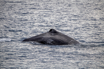 Wall Mural - Sperm Whale at sunset in mediterranean