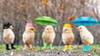 Funny chickens in boots and under umbrellas.