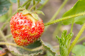 Wall Mural - Red ripe strawberries grow in the garden in the summer