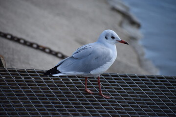 Poster - Möwe