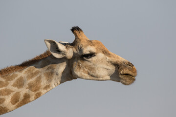 Closeup portrait of a curious giraffe over blue sky with long neck and big eyes looking at the camera. Namibia