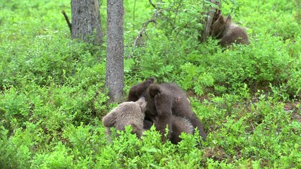 Wall Mural - Two brown bear cubs playfully fighting in the summer forest in Finland