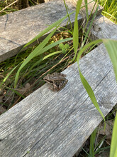The Frog Was Managing The Renovation Of The House