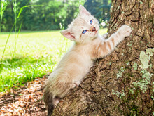 Pointed Kitten Laying On Base Of Tree Trunk, Blue Eyes
