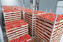Storage Of Tomato Produce Wholesale