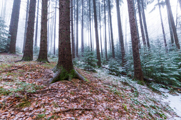 Winter scenery in a mountain forest, with frost and fresh powder snow, in Europe