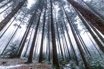 Wall Mural - Winter scenery in a mountain forest, with frost and fresh powder snow, in Europe