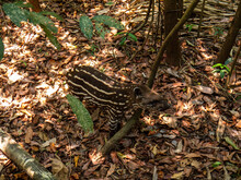 Baby Tapir In Forest