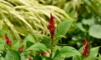 Wall Mural - Closeup of red celosia blooms