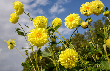 Wall Mural - yellow dahlia flowers on blue sky background