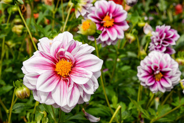 Wall Mural - pink and white dahlia  flowers in garden
