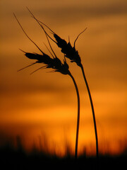 Two Blades of Wheat at Sunset