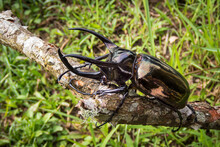 Insects, Beetles, Giant Rhinoceros Beetle (Chalcosoma Caucasus) Tropical Wildlife Of Thailand.