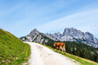 Blick auf die Litzlalm mit Kuh in Österreich