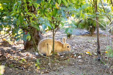 Bunny nibbling in a front yard, Seattle Washington.