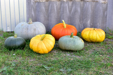 Wall Mural - Blue yellow and red pumpkin on a grass background
