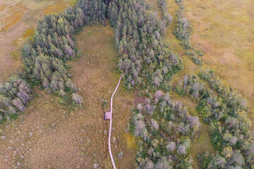 Summer view of wooden walkway on the territory of Sestroretsk swamp, ecological trail path - route walkways laid in the swamp, reserve 