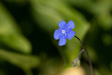 Close-up Of Tiny Blue Flower With Bokeh Background