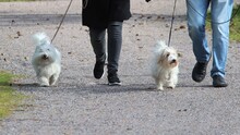 Two Small Fluffy White Dogs Going Out With Their Owners. Male Owner Is Wearing Jeans And The Female One Black Trousers. The Dogs Are On Leash.