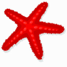 Red Spiny Starfish On A White Background