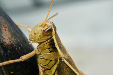 Grasshopper macro