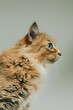 © Chris Dowsett Productions/Stocksy - Beautiful cat - side profile