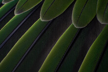 Macro Details Of A Parrot Colorful Parrot Feathers