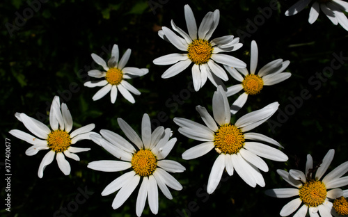 Daisy Flower Portrait