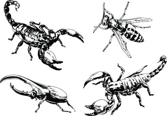 vector drawings sketches different insects bugs Scorpions spiders drawn in ink by hand , objects with no background