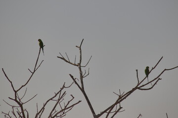 Silhouette of two small parrots known as Curica, perched on the branch of a leafless tree, under a gray sky.