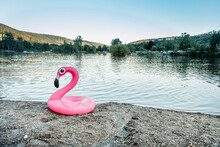 Pink Flamingo Swimming Ring At A Lake
