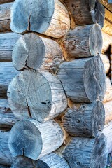 Wall Mural - The ends of pine logs connected to the corner of an old hut.