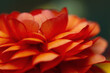 © Kerry Murphy/Stocksy - Macro of vibrant orange-red ranunculus flower petals