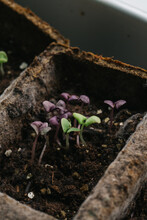 Green And Purple Basil Seedlings Sprouting Indoors By A Window.