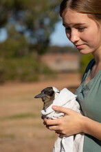 Young Woman Holding Injured Magpie Wrapped In Towel