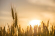 © Gary Chapman/Austockphoto - Close up of a bright Sun behind the heads of a grain crop