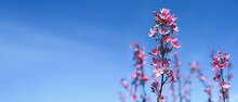 Banner Spring Border Or Background With Pink Blossom. Beautiful Nature Scene With Blooming Tree Branch And Blue Sky. Spring Flowers Apple Cherry Sakura Springtime. Copy Space, Free Space For Text