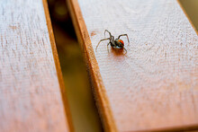 A Redback Spider Crawling Along A Wooden Table Top