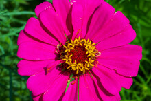 Blooming Pink Zinnia Close-up