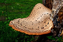 Dryad's Saddle Mushroom On An Old Wooden Stump. Polyporus Squamosus Or Pheasant's Back Mushroom. Usually It Grows In Large Or Huge Clusters Of Dead And Living Deciduous Trees