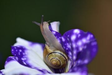 Wall Mural - small snail on a purple flower
