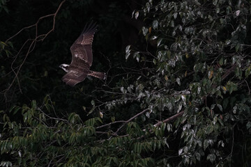 osprey is hunting a fish